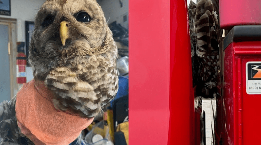 APD Rescue Call Is A Real Hoot
