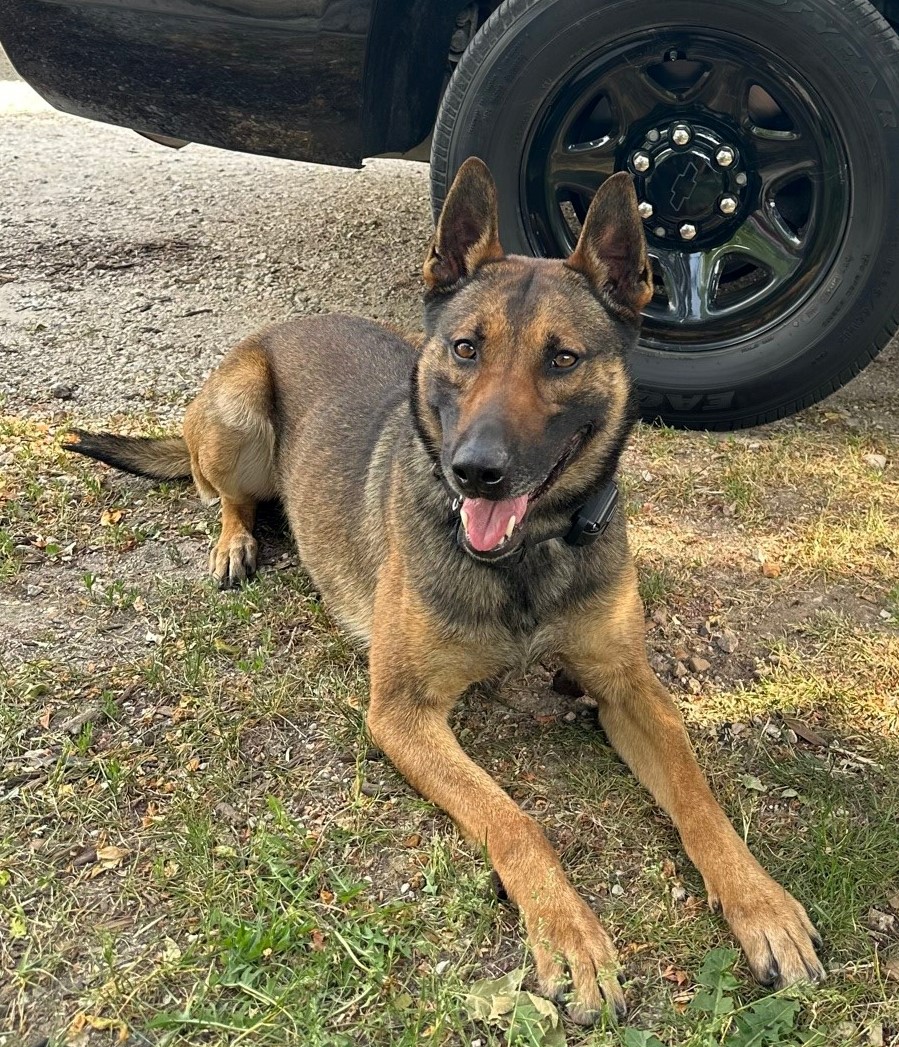 New Kane County Sheriff K9 Officer Shines In Chasing Down Suspect - Fox ...