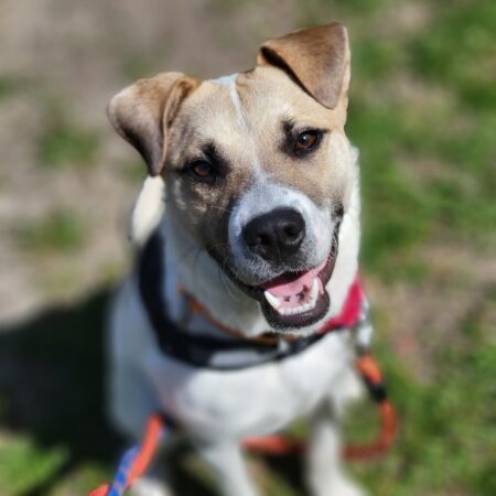 “Forever Home” | Anderson Humane’s Fur Babies Of The Week
