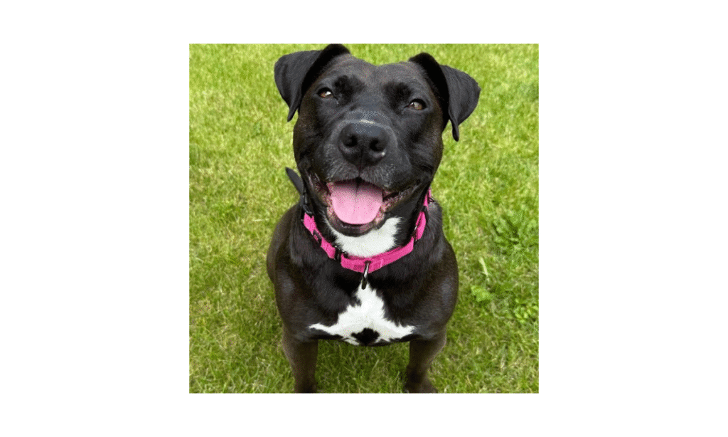 “Forever Home” | Anderson Humane’s Fur Babies Of The Week