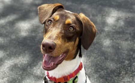 “Forever Home” | Anderson Humane’s Fur Babies Of The Week