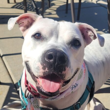 “Forever Home” | Anderson Humane’s Fur Babies Of The Week