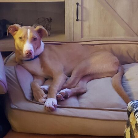 “Forever Home” | Anderson Humane’s Fur Babies Of The Week