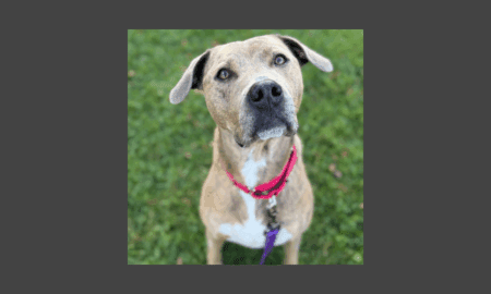 “Forever Home” | Anderson Humane’s Fur Babies Of The Week
