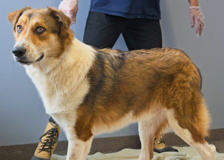 “Forever Home” | Anderson Humane’s Fur Babies Of The Week