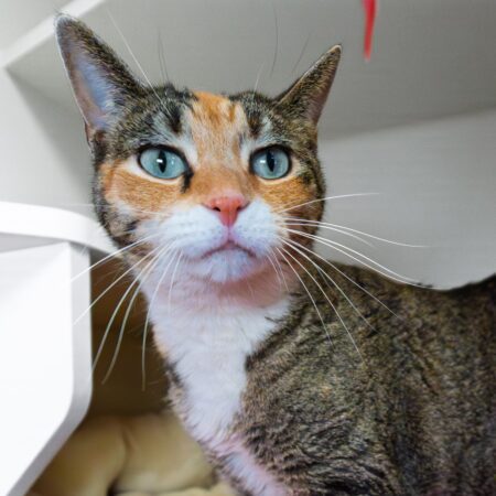 “Forever Home” | Anderson Humane’s Fur Babies Of The Week