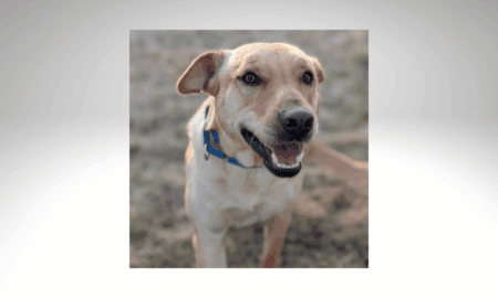 “Forever Home” | Anderson Humane’s Fur Babies Of The Week