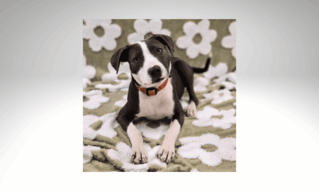“Forever Home” | Anderson Humane’s Fur Babies Of The Week