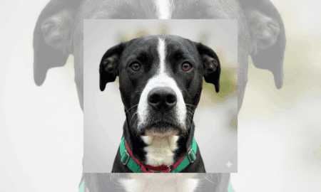 “Forever Home” | Anderson Humane’s Fur Babies Of The Week