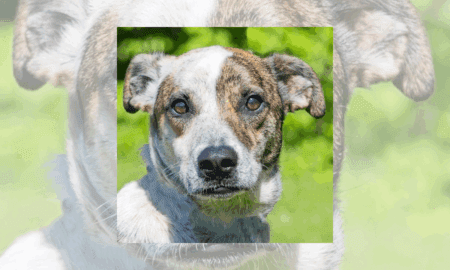 “Forever Home” | Anderson Humane’s Fur Babies Of The Week