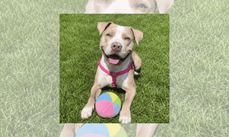 “Forever Home” | Anderson Humane’s Fur Babies Of The Week