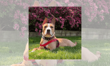 “Forever Home” | Anderson Humane’s Fur Babies Of The Week