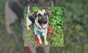 “Forever Home” | Anderson Humane’s Fur Babies Of The Week