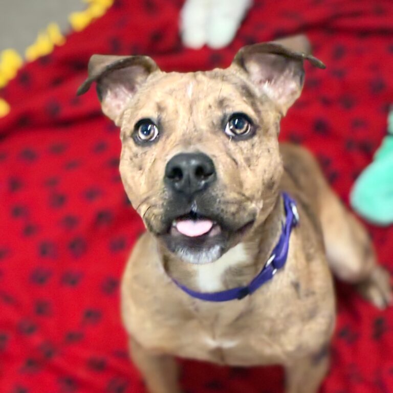 “Forever Home” | Anderson Humane’s Fur Babies Of The Week