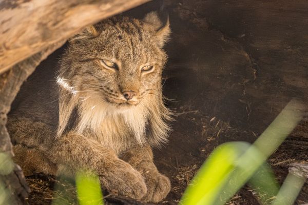 Cosley Zoo: A Community Gem