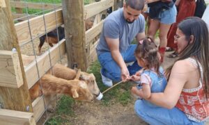 Experience Farm Life Firsthand At Primrose Farm