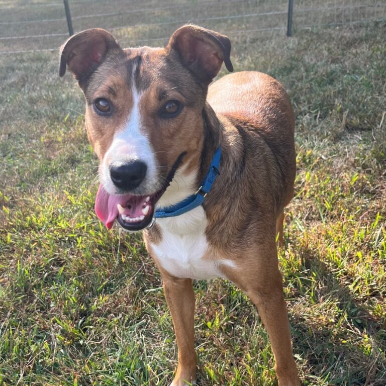 “Forever Home” | Anderson Humane’s Fur Babies Of The Week