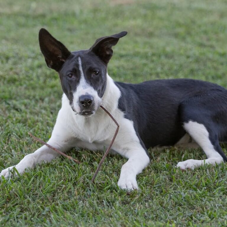 “Forever Home” | Anderson Humane’s Fur Babies Of The Week