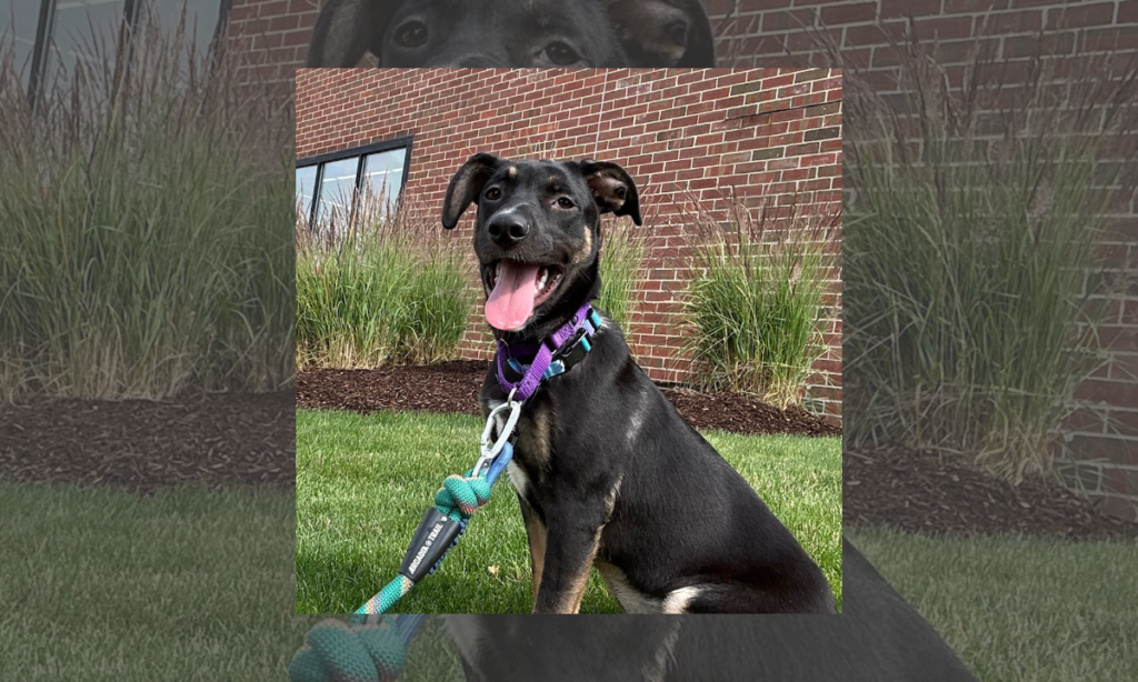 “Forever Home” | Anderson Humane’s Fur Babies Of The Week