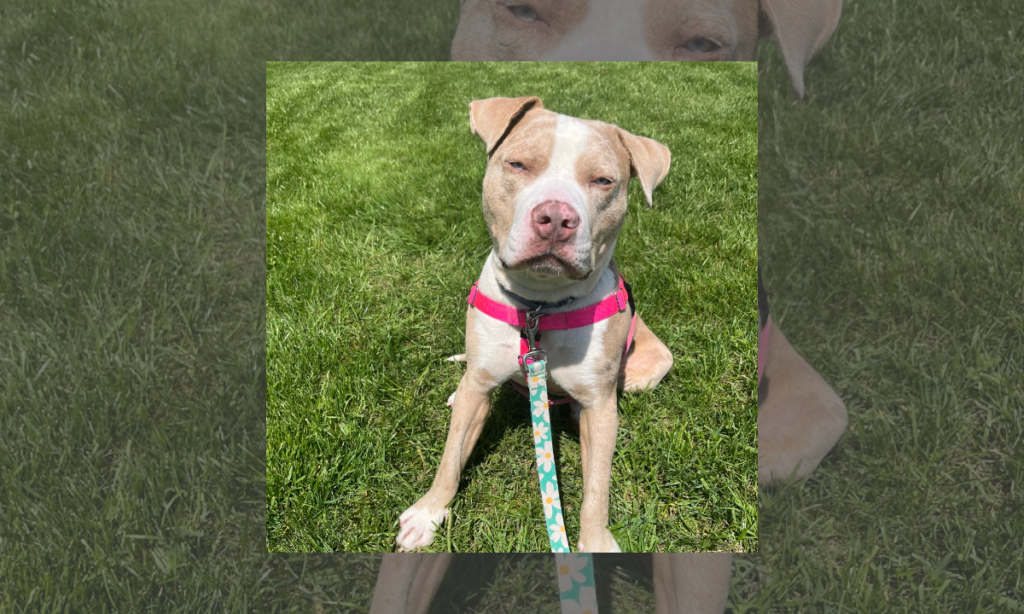 “Forever Home” | Anderson Humane’s Fur Babies Of The Week