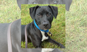 “Forever Home” | Anderson Humane’s Fur Babies Of The Week